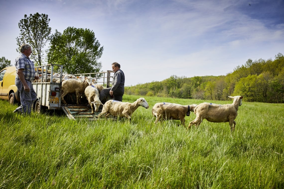 Photo ©Département du Lot transhumance annulée